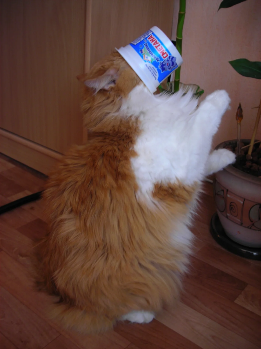 Мур - мур, сметанка -моё излюбленное лакомство.😻