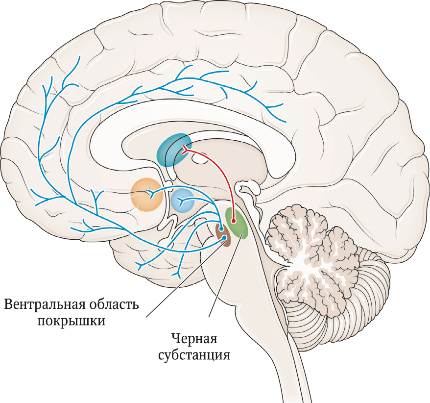 Вентральный это. Вентральная область покрышки среднего мозга. Вентральная тегментальная область среднего мозга. Черная субстанция и вентральная покрышка. Substantia nigra и эпифиз.
