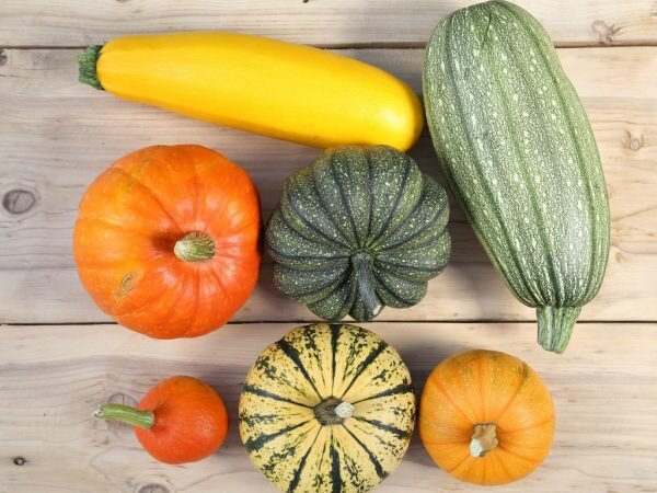 семейство тыквенных