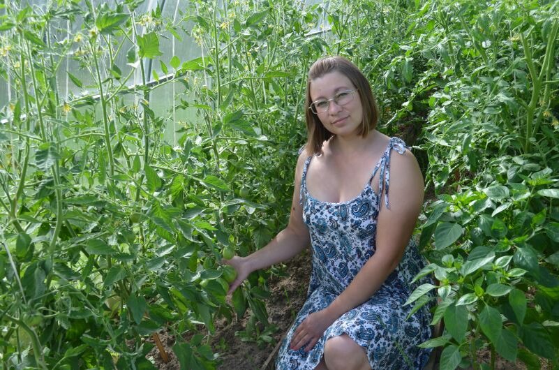 Вот такие кусты томатов выросли в теплице.