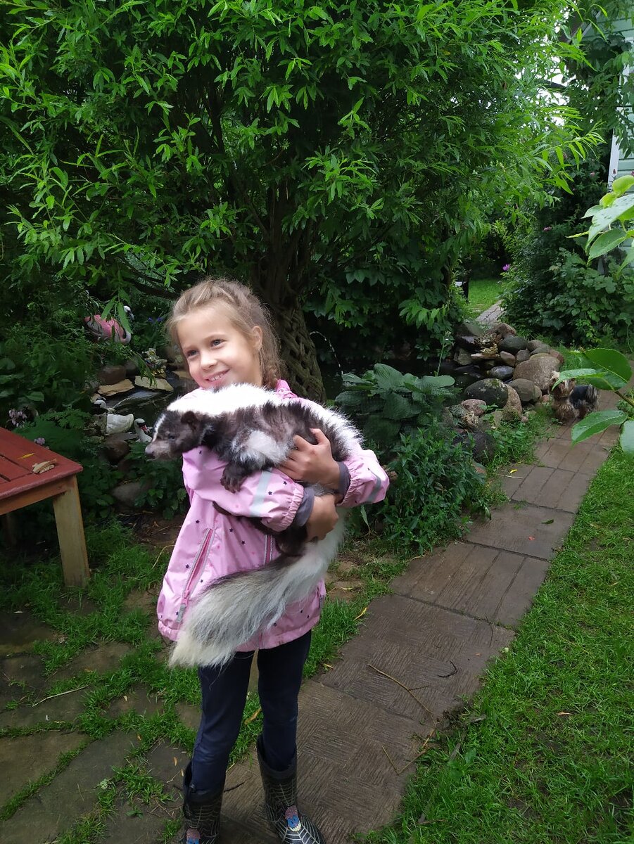 Скунс Филя