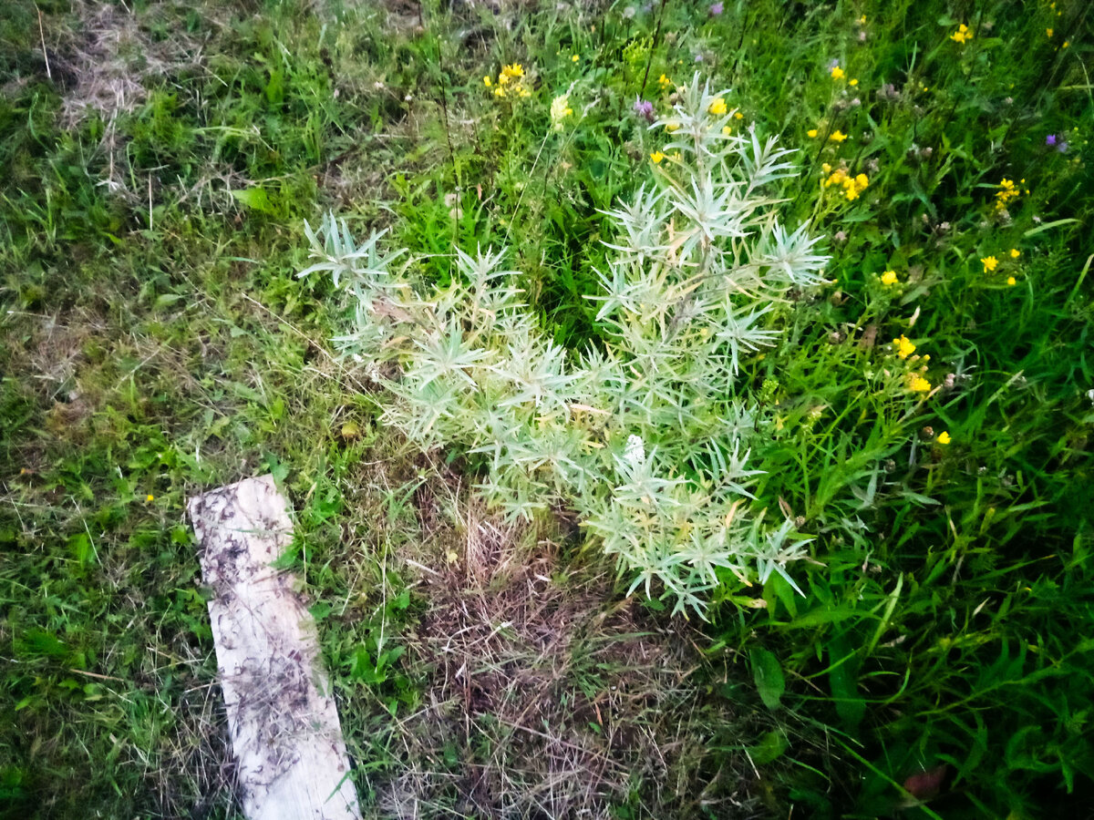 Эта облепиха прекрасно прижилась! Было посажено 4 дерева. Все довольны и зелены. Прижилось 100% из саженцев