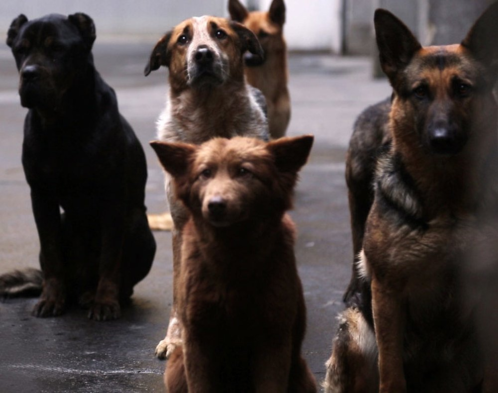 белый бог википедия на английском. белый бог (dvd). белый бог. песня белый бог. хаген белый бог.