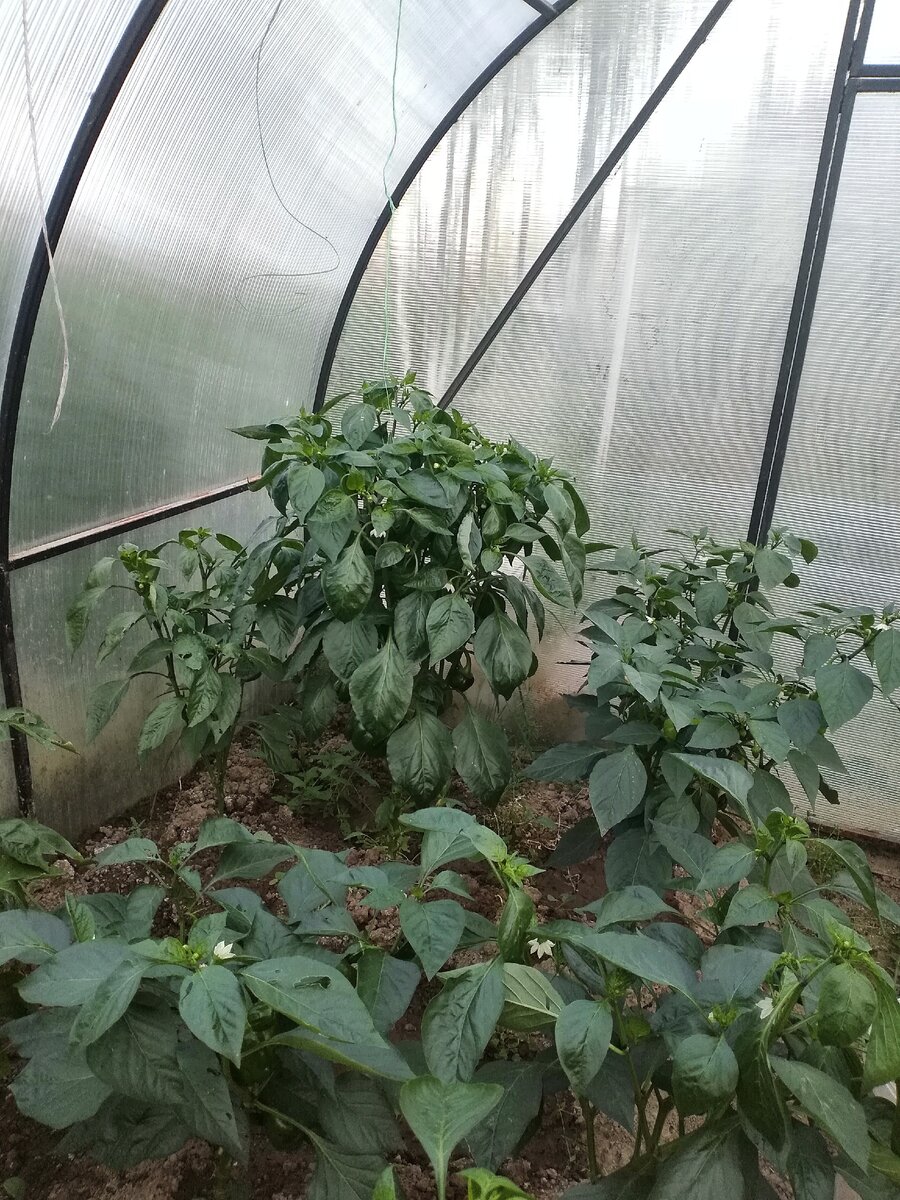 Совсем не маленький получился. На фото самый высокий по серединке)) 