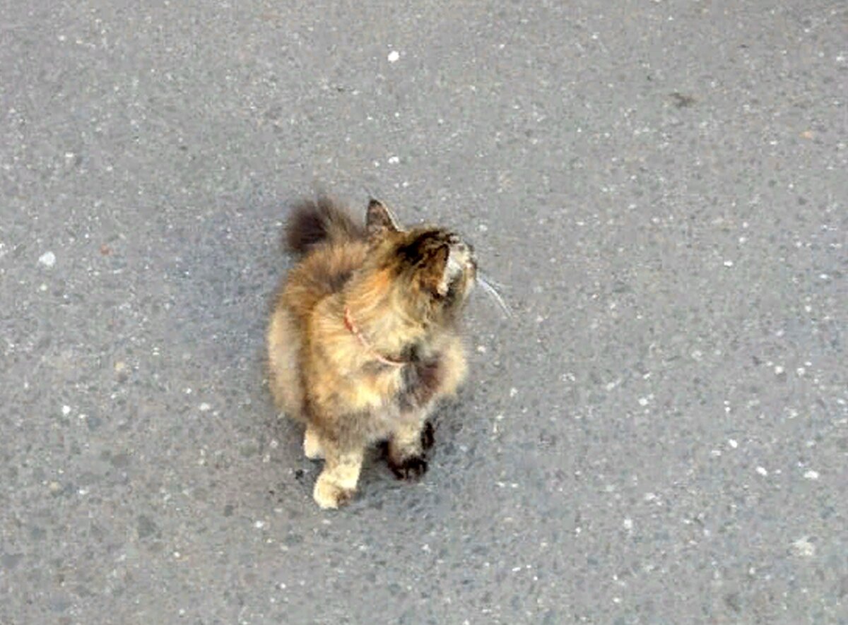 Фотография кошечки из той самой статьи. Ничего "шокирующего" не видно.