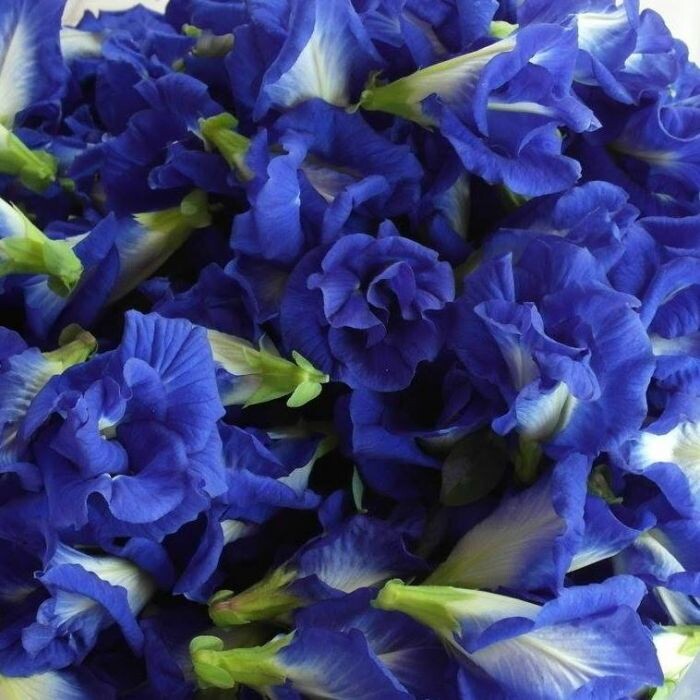 Цветы клитории тройчатой