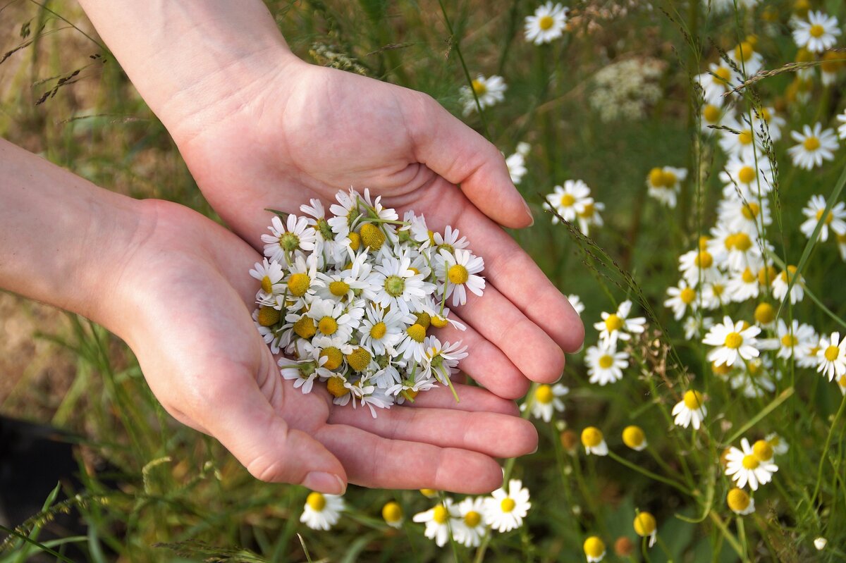 Ромашка для желудка и кишечника🌼🌼🌼 | Канал 