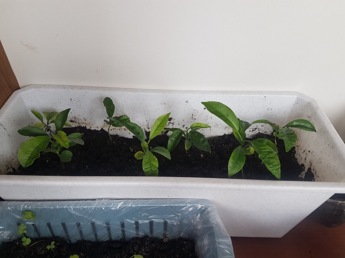 Фото автора: БратАны-Игоряны, мандарины