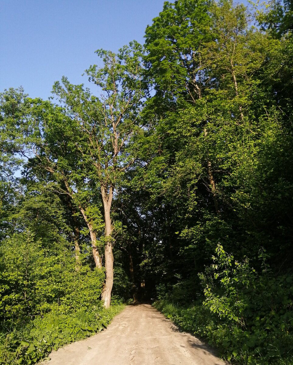 эти фотографии я сделала гуляя по лесу, надеюсь вы оцените эту красоту 