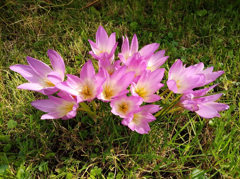 Цветочный веер