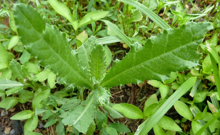 Яндекс.Картинки