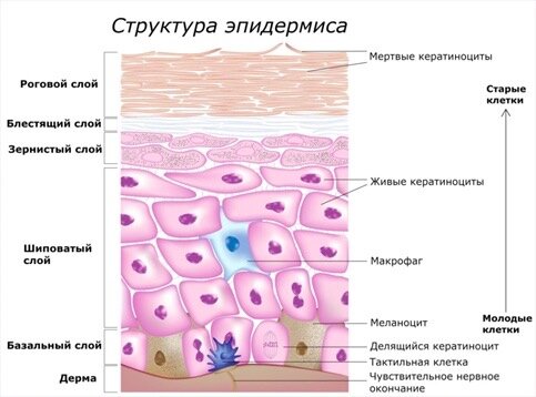 «Фантастические татуировки и как их удаляют»