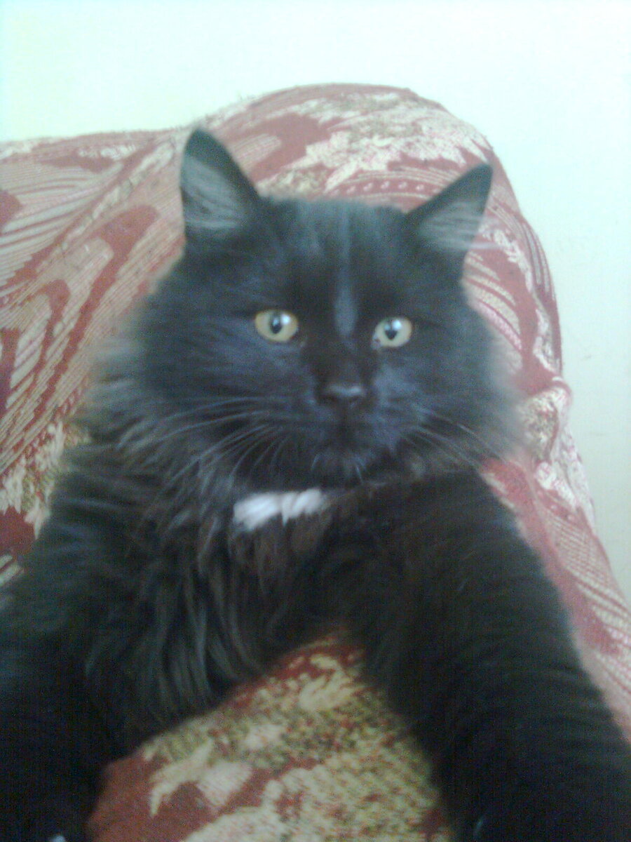 Фунтик - отзовись!