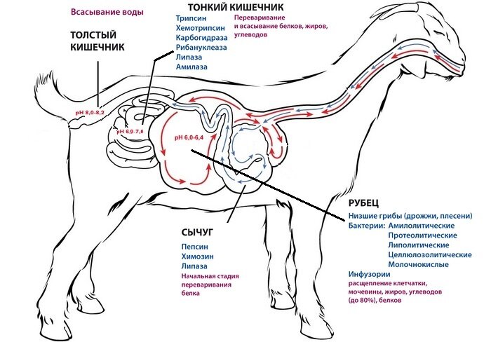 Яндекс картинки