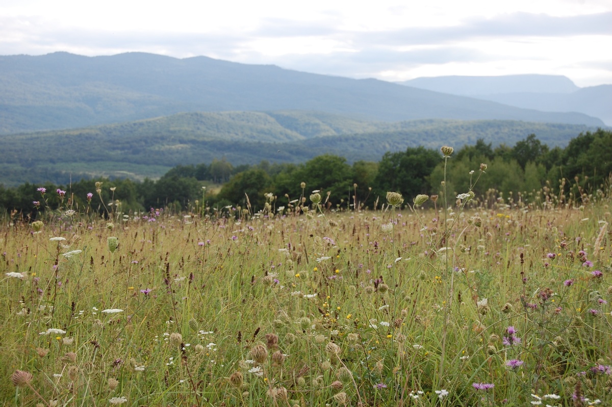 Краснодарский край поселок Псебай. 
