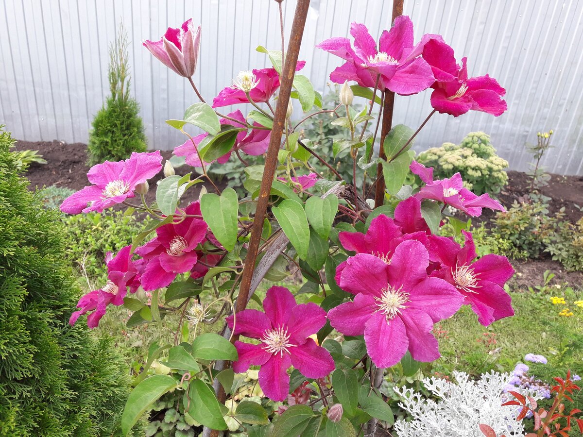 Ernest Markham (Эрнест Маркхем)