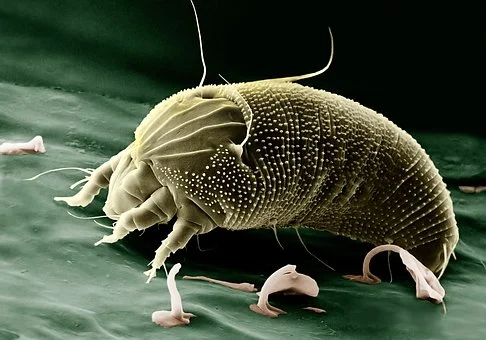 КлещAceria Anthocoptes