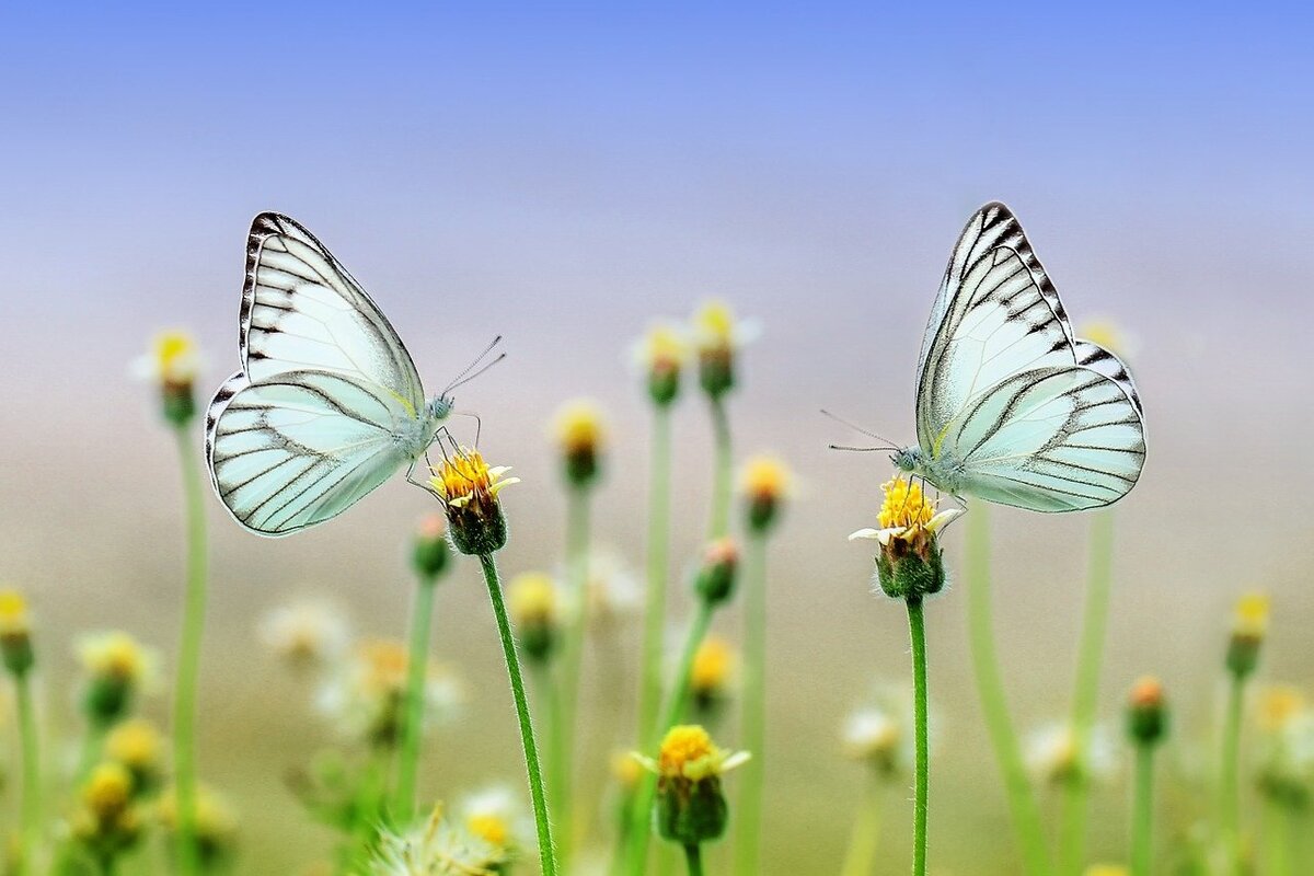 https://pixabay.com/ru/users/roverhate-1759589/