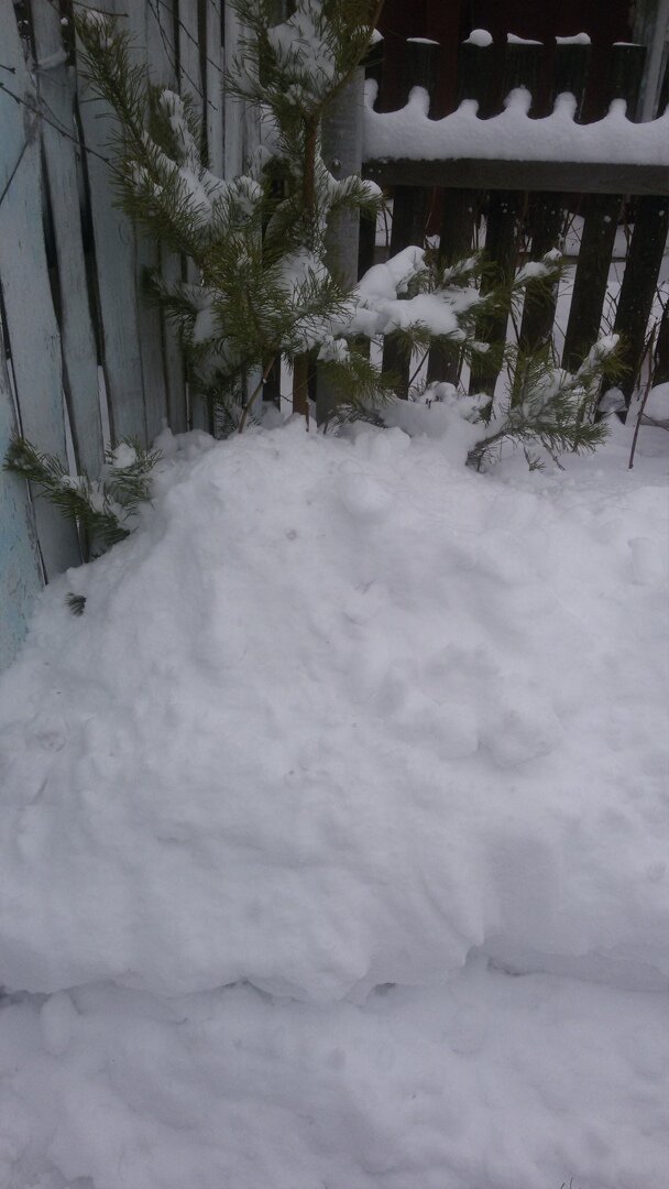 Ёлочка по пояс в снегу.