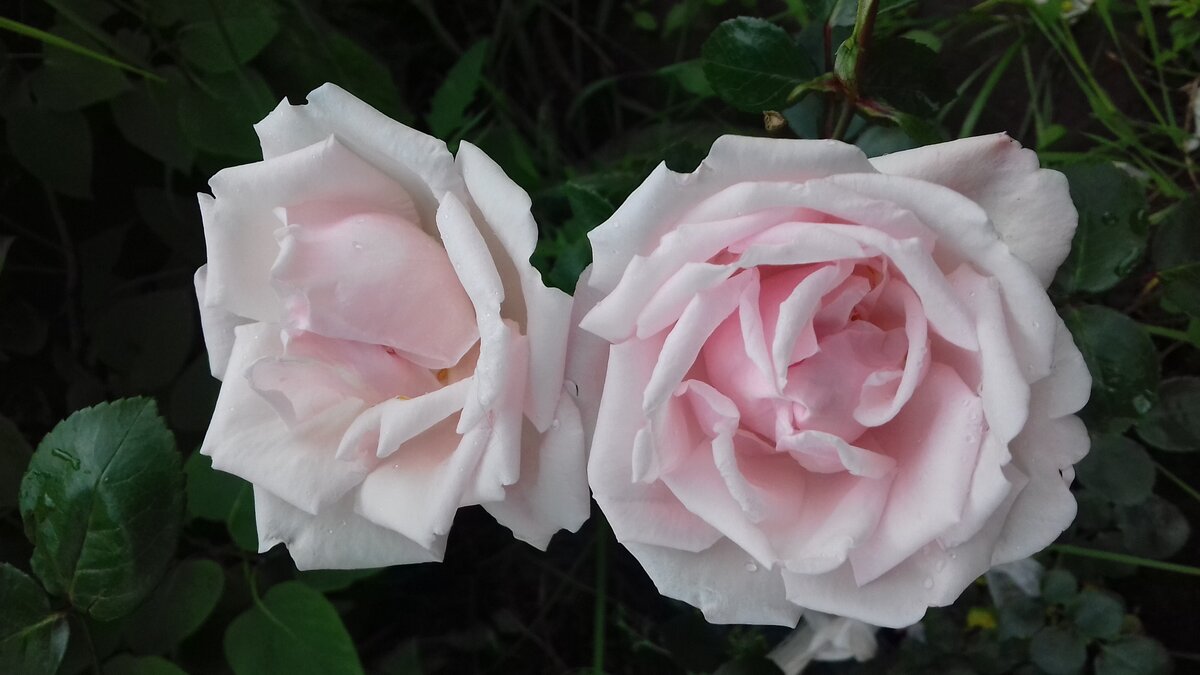 Как же цветы похожи на вкусные зефирки  