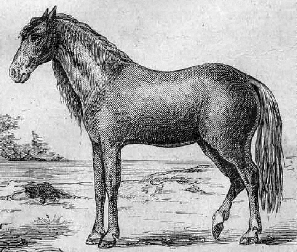 образец породы 19 век