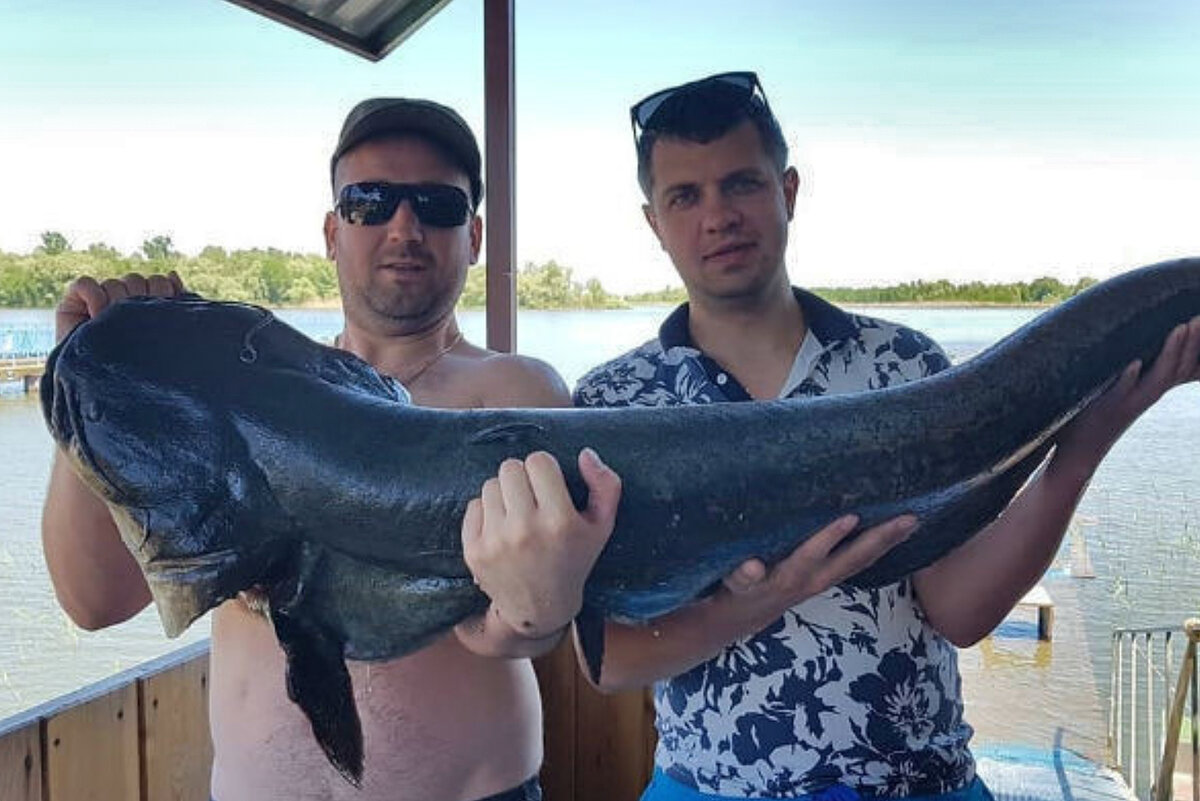 Крупная рыба. Гигантский сом людоед самый большой в мире. Большой сом. Щука астрахань. Огромная рыба.