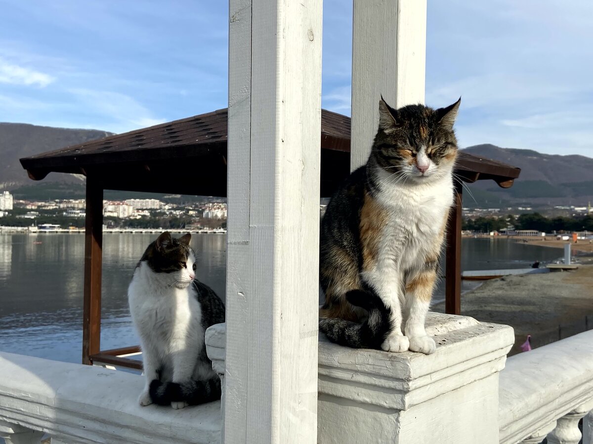 Фото автора. Прекрасные котики греются в зимнем солнце