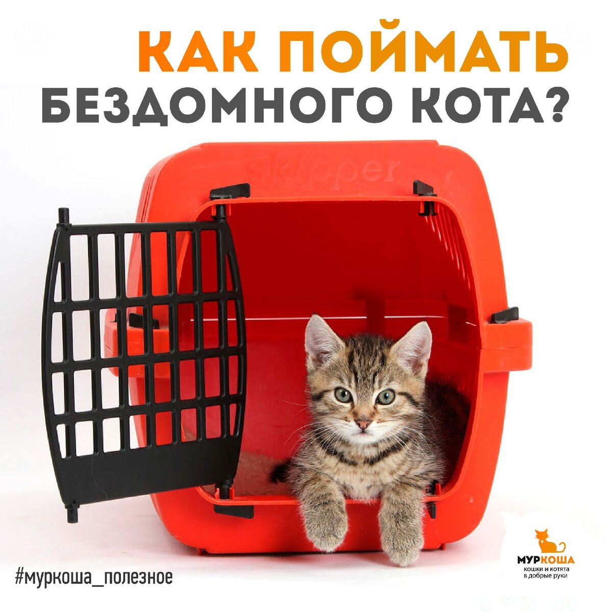 Очень нужен совет по поимке дикой кошки с котятами