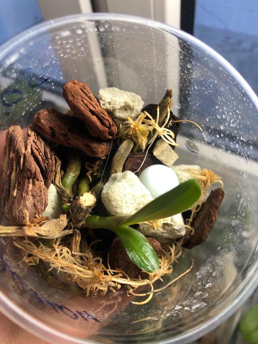 Детка орхидеи