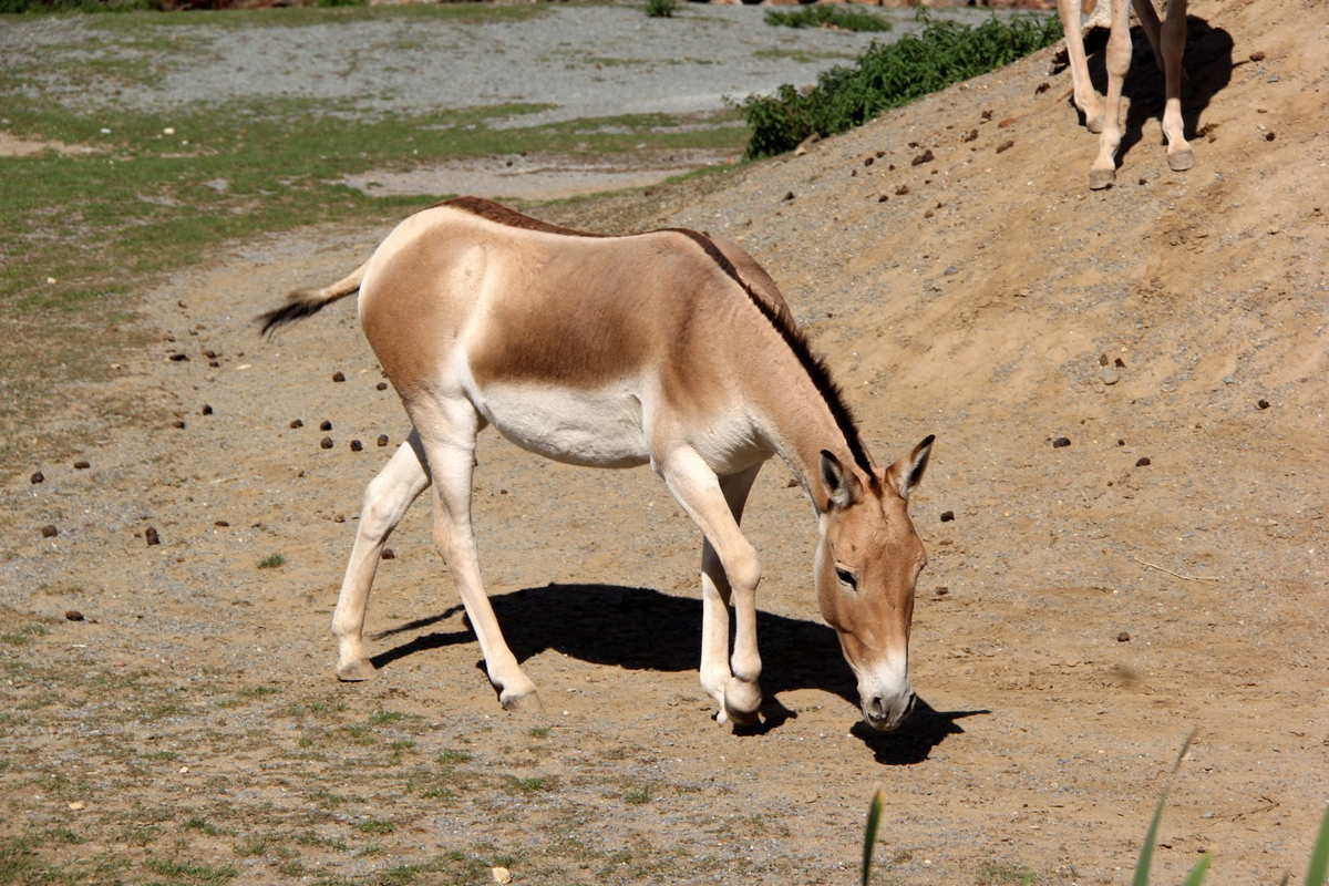 Дикий осел Кулан. Туркменский Кулан. Монгольский Кулан. Кулан (Equus hemionus). Дикий осел средней центральной азии