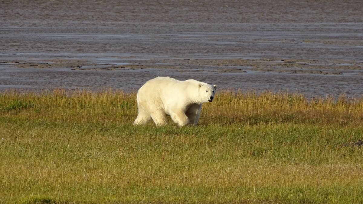 Дикая природа севера