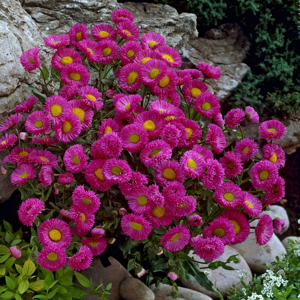 Erigeron speciosus Pink Jewel
