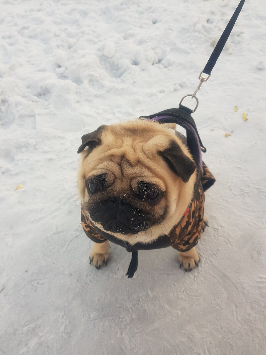 Замерз бедняга, а невест все нет 