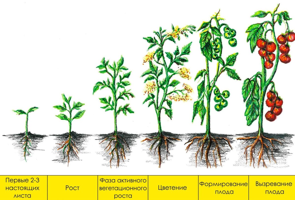 Идите корень. Томаты этапы развития. Период вегетации у томатов что это. Стадии развития томата. Фазы развития томата.