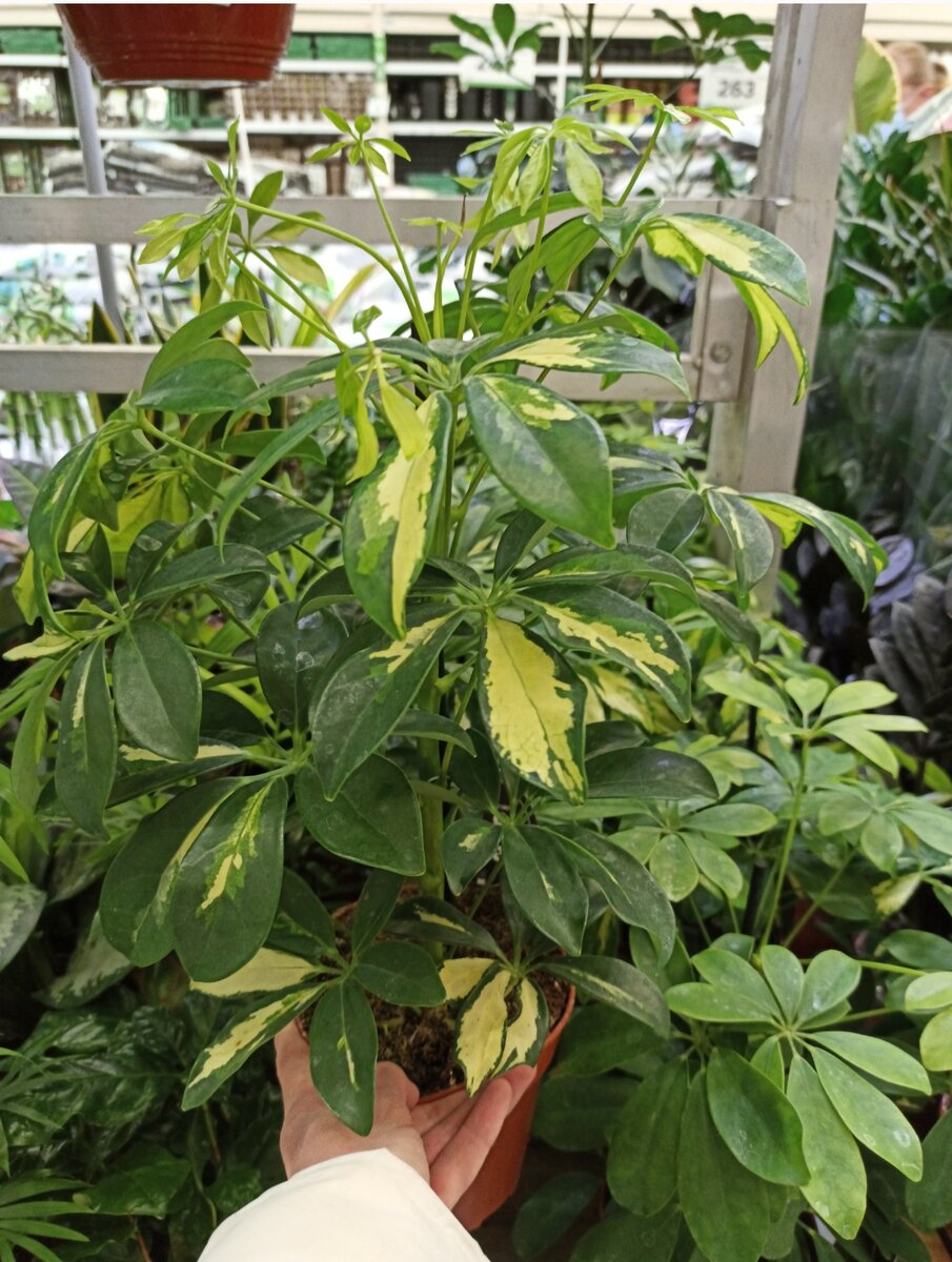 Побывала в цветочном отделе Леруа Мерлен: обзор интересных растений и ...