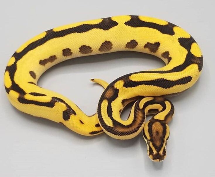 Королевский питон: