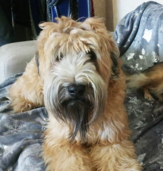 Барнеус-Бармалеус