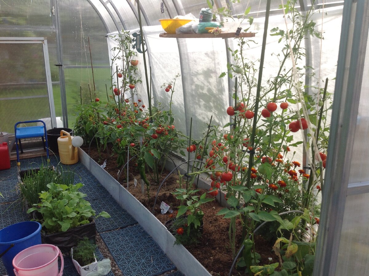 Редиска, лучок  и зелень в ящиках. Посажены третий раз за сезон. Фото автора