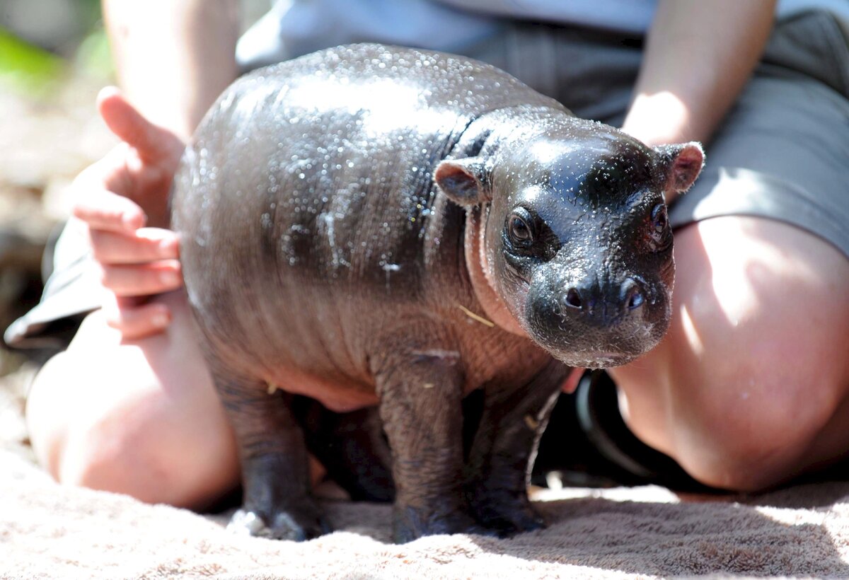 Карликовый Бегемот.
