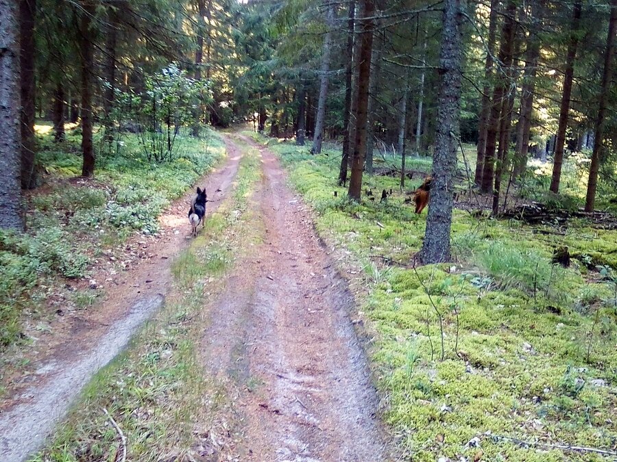 На фото: дворняжка Тори и эрдельтерьер Аякс