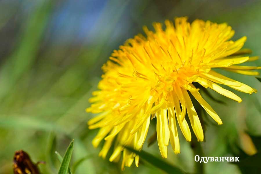 Одуванчик