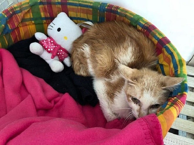 Котик в ветеринарной клинике. Источник фото: https://koteiki.com/45-dney-bez-edy-i-vody-provel-na-korable-chetveronogiy-turist/