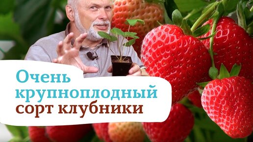 Новейший сорт земляники садовой с запредельной урожайностью и потрясающе крупными ягодами!