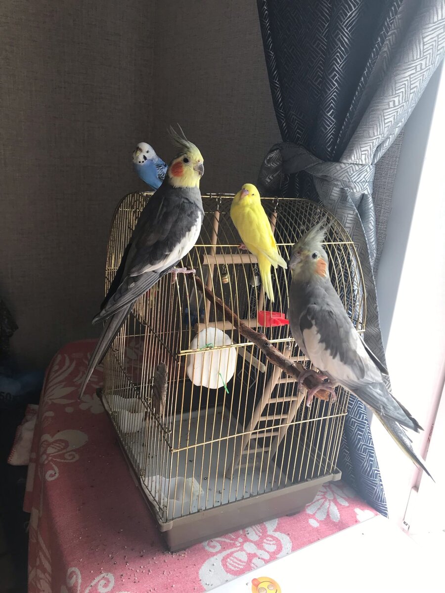 Наши птички 