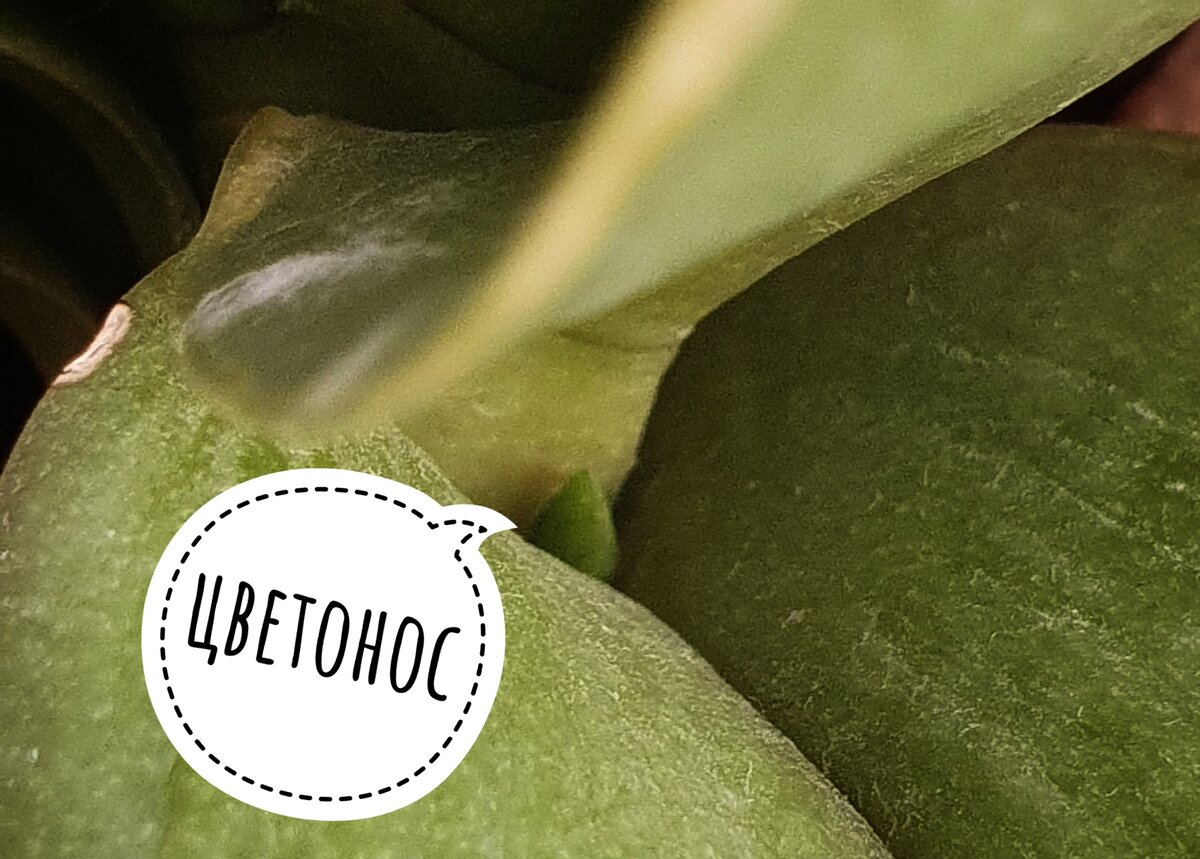 Это красавчик "Ландыш" - будет сто лет растить цветоносик, но потом столько же и цвести