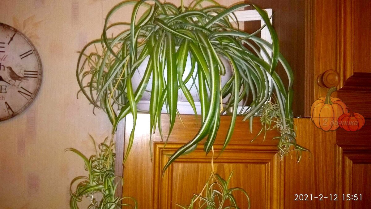 Хлорофитум кучерявый, красивый и полезный цветок.
