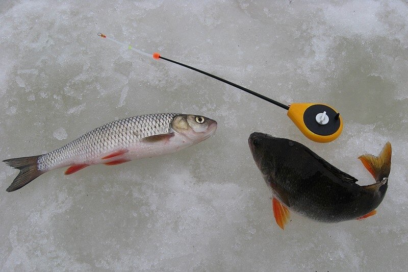 Голавль зимой