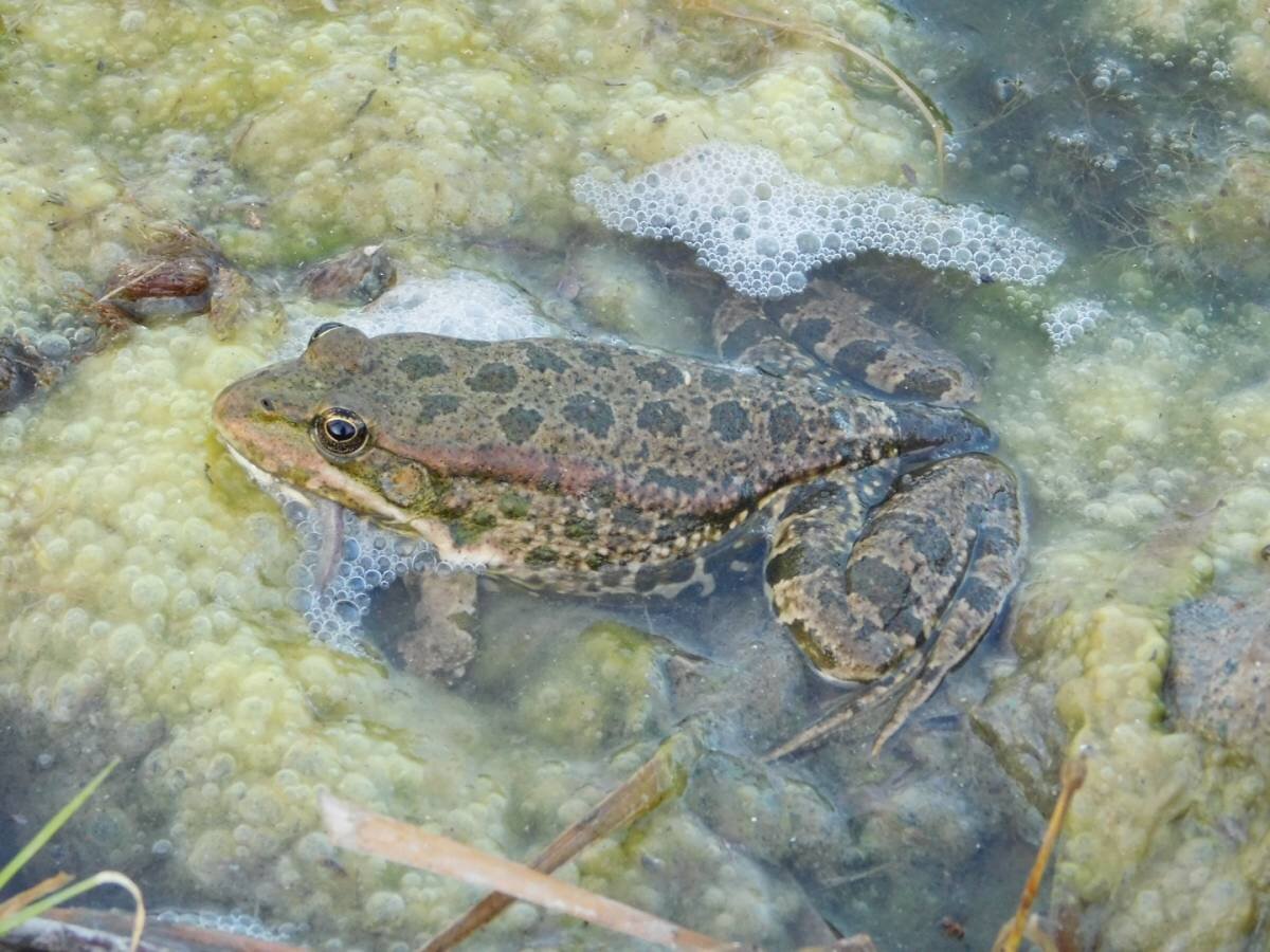 Озерная лягушка Pelophylax ridibundus (Pallas, 1771)