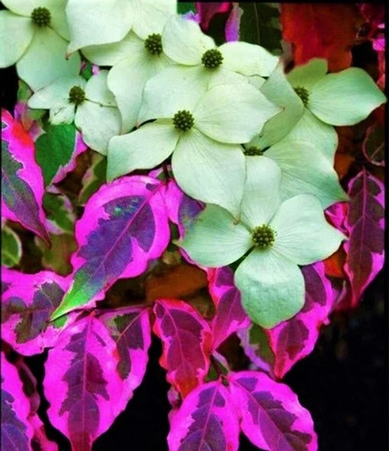 Ярко цветет, плоды со вкусом малины и манго, а осенью багряная листва ...