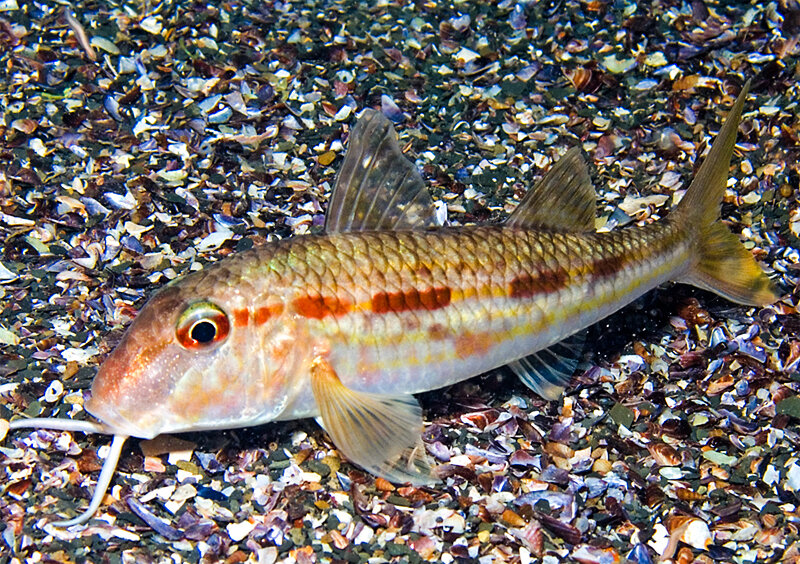 Фото взяла с Яндекс.Картинки